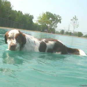 Freckles takes a dip at the dog park.