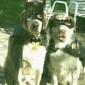 Batdog and Robin