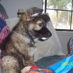 mecedes as a baby /German Shepherd/12 weeks