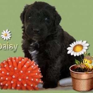 Daisy, bouvier puppy at 3 weeks