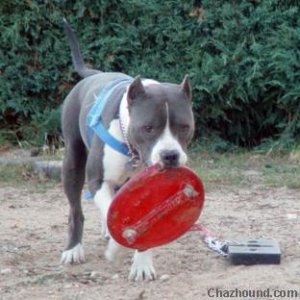 Dakota with Frisbee