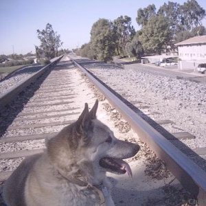 Akita female SHASTA