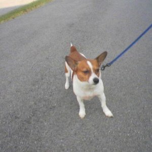 Shelly - rat terrier mix