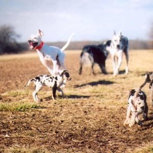 vicdogparkspeckpupslikethis