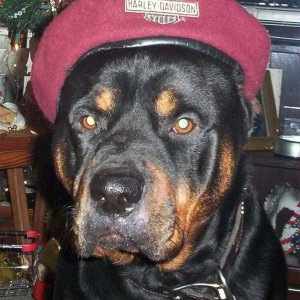 Sam with his Harley Beret on