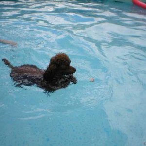 Swimming Boomer