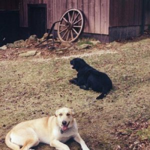 Dog days / Cleo and Gulliver