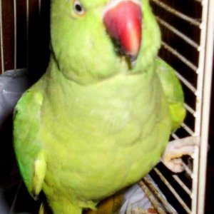 poky