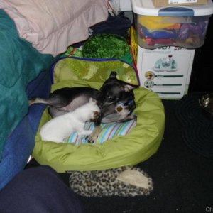Loomis and the little puppy