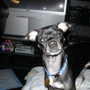 Loomis on the bed