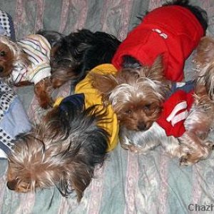 The Yorkie Gang!