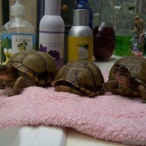 Our 3 box turtles