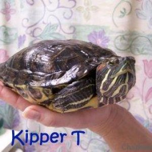 Kipper turtle