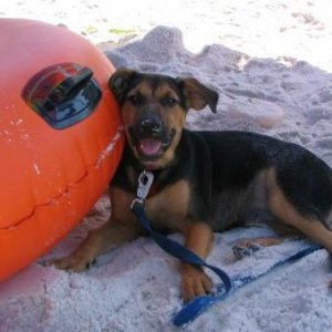 Buzz enjoying a rest after playing on the Beach!