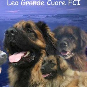 kennel Leo Grande Cuore FCI