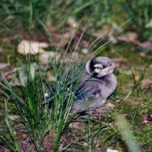 Baby Blue Jay