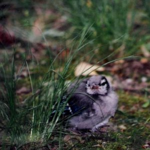 Baby Blue Jay 02