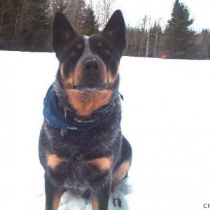 Charlie in the snow.