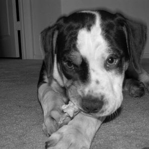 Thor chewing a bone