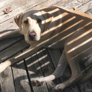 Zebra Lab