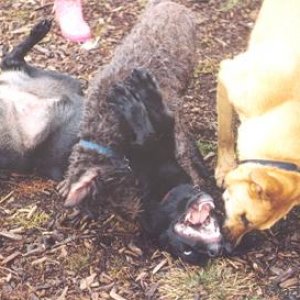 three friends at the off leash dog park