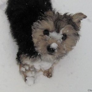 Anabelle playing in the snow