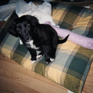 Border Collie, black lab X