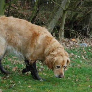 I wish I was a flat coated retriever.