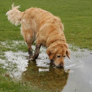 Casey playing in the puddle