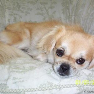 Jennie - Tibetan Spaniel