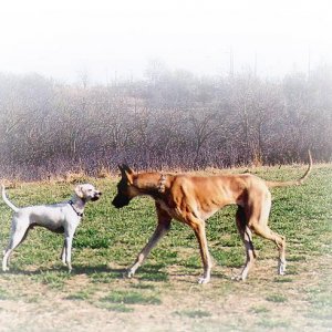 vic_and_great_dane