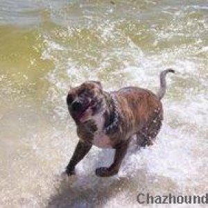 Ice Shakes off at the Beach