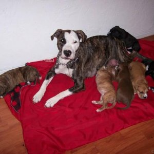 Bella and her Pups - 4 weeks