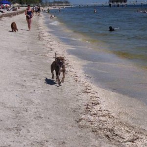 Ice loves the beach