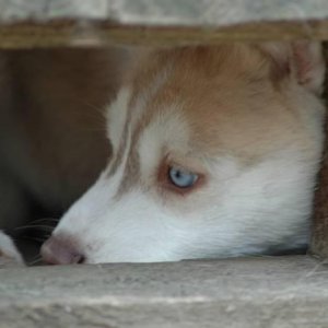 mishka hiding IN pallets