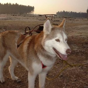 wolfy cooling off