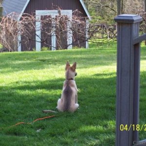 Rya Sitting In Yard @ 4 Months