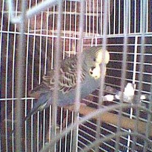 My male parakeet