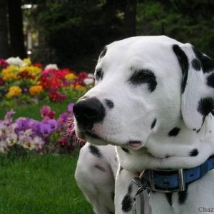 Enzo with flowers