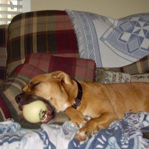 Sadie after playing ball ALL day long