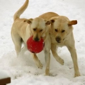 Bernice and George Playing In the Snow!