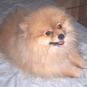 FOXY WITH HAIR