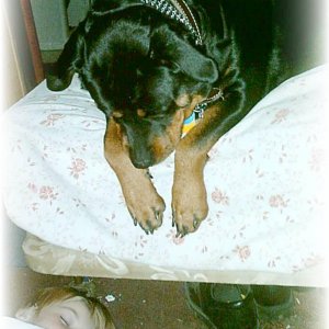 Rottweiler