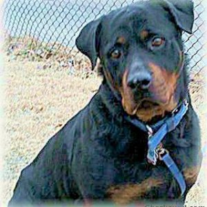 Rottie