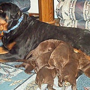 Rottie