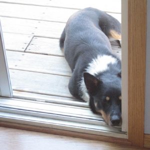 Mason..Resting in the doorway?