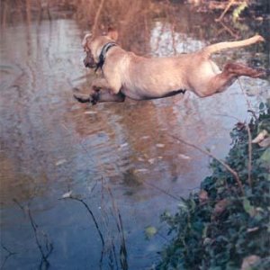 pic of ranger diving in the training pond