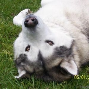 Laying in the grass