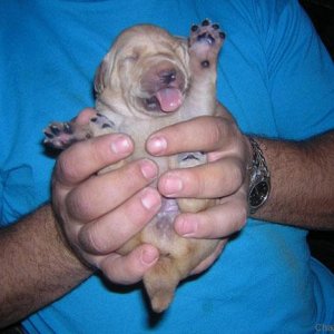 Puppy kisses at 3 weeks old!