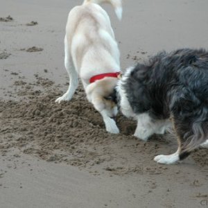 digging for crabs